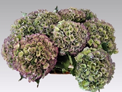 Hydrangea Royal Parade Classic 65cm 20-22cm Hd
