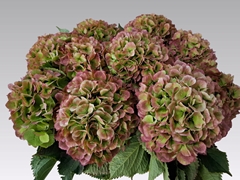 Hydrangea White Verena Classic 65cm 20-22cm Hd
