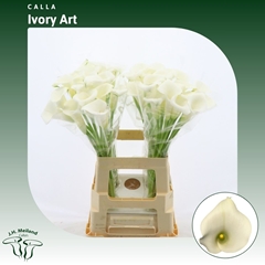 Zantedeschia Ivory Art 65cm