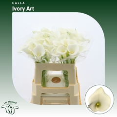 Zantedeschia Ivory Art 55cm
