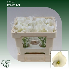 Zantedeschia Ivory Art 45cm