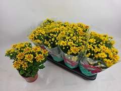 Chrysanth Rainbow Lake Worth 14Ø 32cm