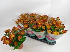 Chrysanth Rainbow Circus 14Ø 30cm