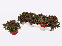 Gaultheria Procumbens 10Ø 15cm