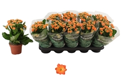 Kalanchoe Double Rosalina Don Pedro 12Ø 30cm