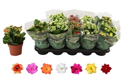 Kalanchoe Double Rosaline Mix 12Ø 22cm