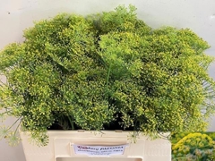Anethum Graveolens 50cm