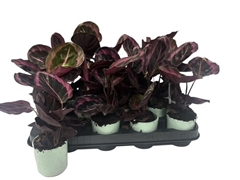 Calathea Dottie 7Ø 22cm