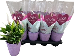 Anthurium Lilli 11Ø 30cm