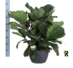 Ficus Lyrata 30Ø 80cm