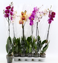 Phalaenopsis Mix 6 Colours 12Ø 80cm 1st