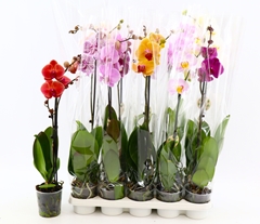 Phalaenopsis Mix 8 Colours 12Ø 55cm 1st