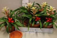Bromelia Mix 16Ø 35cm