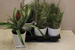 Ananas Champaca 12Ø 35cm