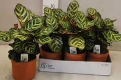 Calathea Makoyana 12Ø 35cm