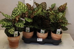 Calathea Makoyana 12Ø 35cm