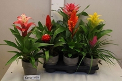 Bromelia Mix 12Ø 35cm