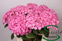 Hydrangea Beautensia Luxor Pink 60cm 15-17cm Hd
