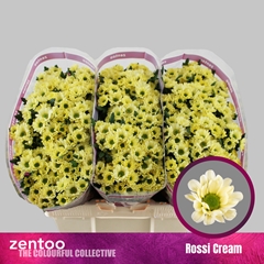 Chrysanth Santini Rossi Cream 55cm 44gr.