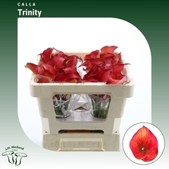 Zantedeschia Captain Trinity 45cm