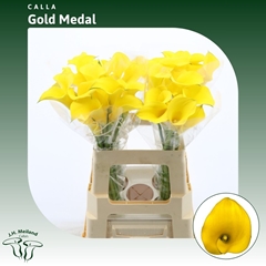 Zantedeschia Gold Medal 60cm