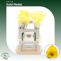 Zantedeschia Gold Medal 55cm