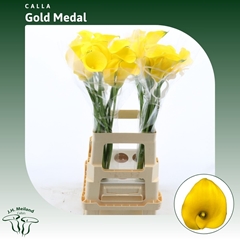Zantedeschia Gold Medal 70cm