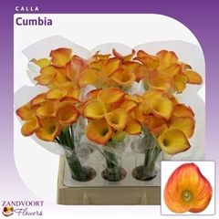 Zantedeschia Cumbia 40cm