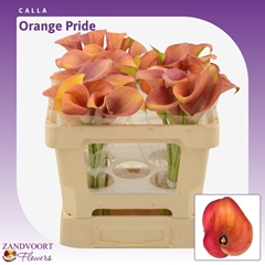 Zantedeschia Orange Pride 50cm
