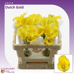 Zantedeschia Dutch Gold 50cm
