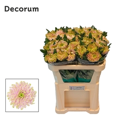 Chrysanth Single Rossano Charlotte 70cm 80gr.