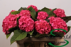 Hydrangea Glowing Alps 60cm