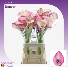 Zantedeschia Denver 70cm
