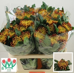 Chrysanth Single Fuego 75cm 85gr.