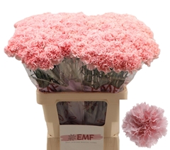 Dianthus Single Jodie 65cm