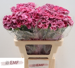 Dianthus Single Hypnosis 60cm