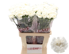 Dianthus Single Everest 65cm