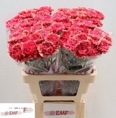 Dianthus Single Ipanema 60cm