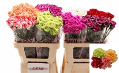 Dianthus Single Gem In Fust 60cm