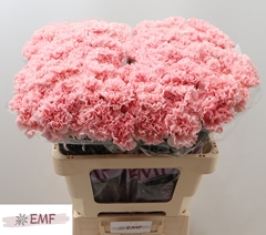 Dianthus Single Jodie 60cm