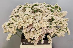 Limonium Sinuatum Apricot Sun Birds 50cm 20gr.