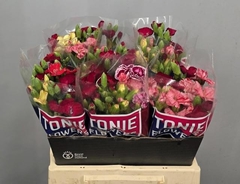 Dianthus Spray Single Solomio Mix 40cm