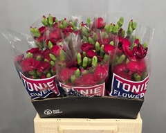 Dianthus Spray Single Symply Cherry 40cm