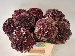 Hydrangea Dark Ruby Classic 40cm 14-16cm Hd