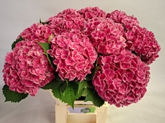 Hydrangea My Beautiful Rio 60cm 15-17cm Hd