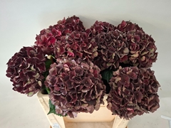 Hydrangea Dark Ruby Classic 50cm 16-18cm Hd