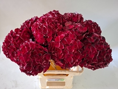 Hydrangea Dark Ruby 60cm 16-18cm Hd