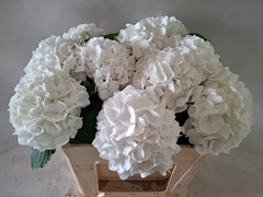 Hydrangea White Verena 50cm 15-17cm Hd