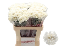 Dianthus Single Everest 60cm
