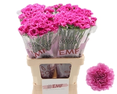 Dianthus Single Farida 65cm